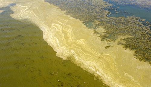 The edge of a lake is covered in thick yellow-green scum