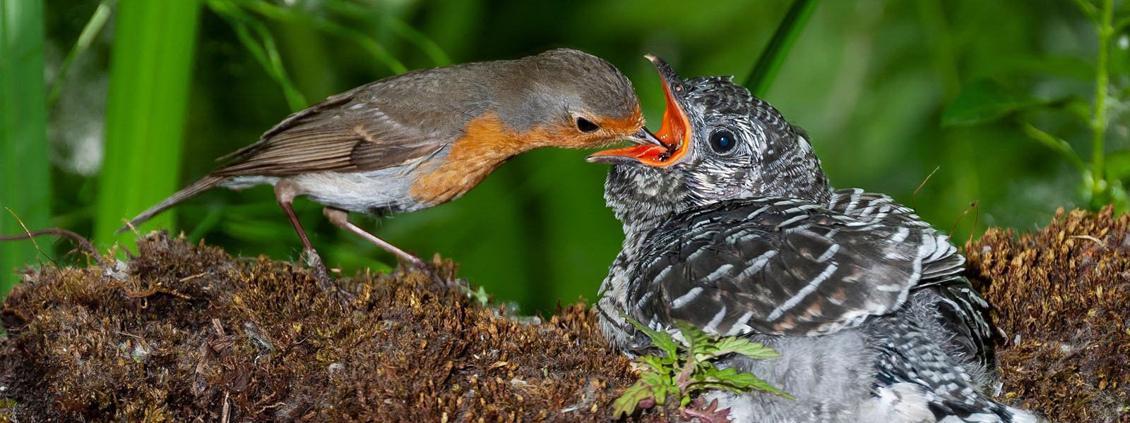 A European robin feeds a much larger common cuckoo in a nest.