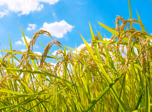 The Production of Delicious Rice