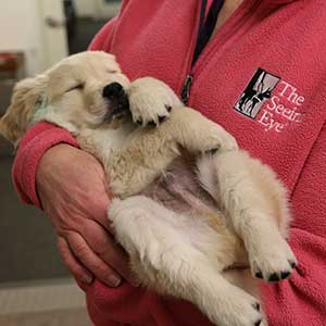 puppy sleeping in a staff of Seeing Eye dog's arms