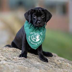 seeing eye dog small puppy