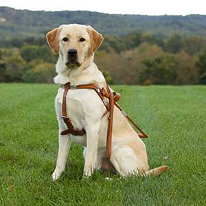 Seeing eye dog in a harness sitting in a green field