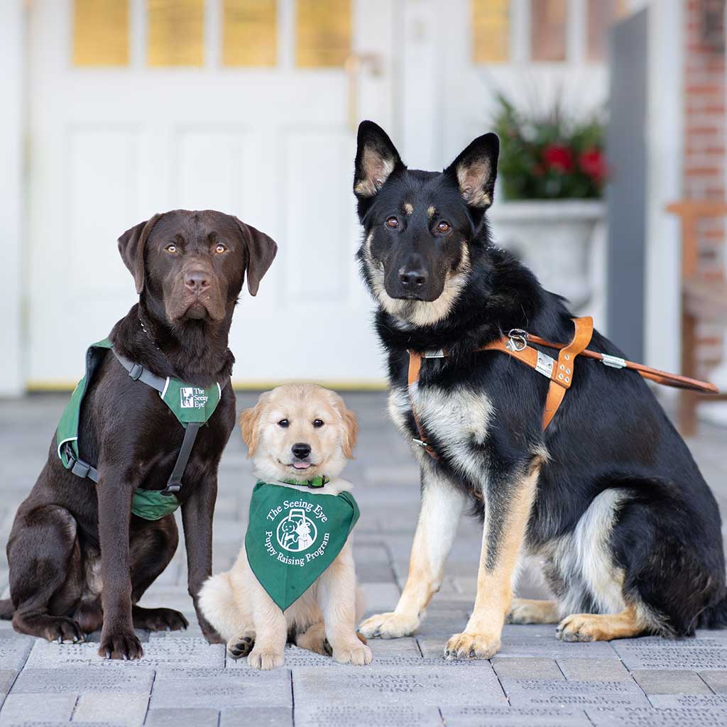 Two adult dogs and one puppy, seeing eye dogs