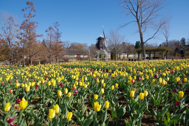 チューリップまつりと1月のイベント／ふなばしアンデルセン公園