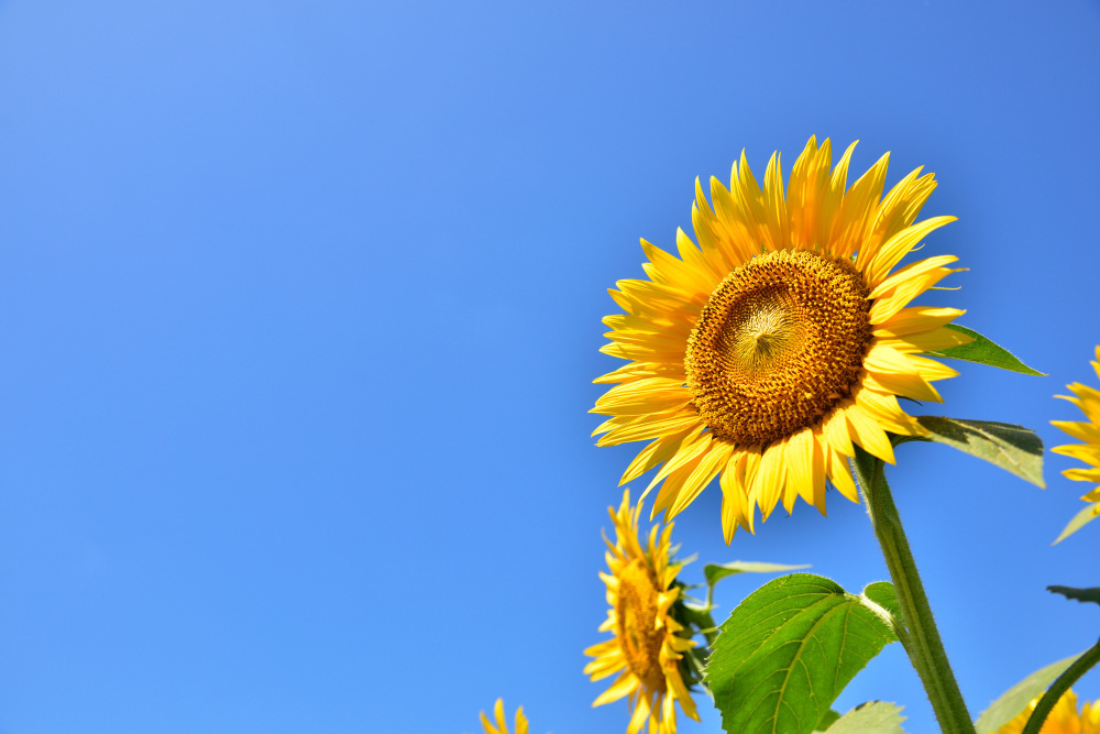 季節のお花めぐり