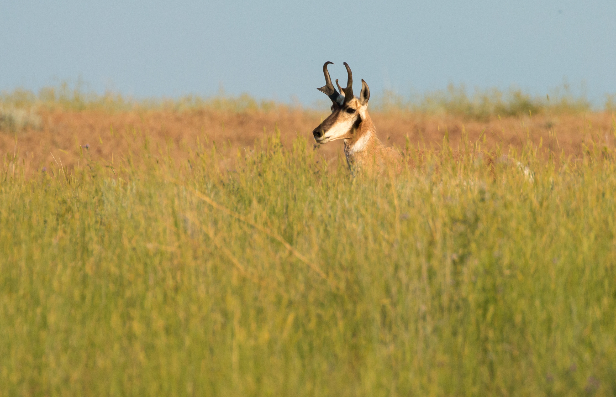 A male Pronghorn (Antilocapra americana) hiding amongst the waves in eastern Montana's ocean of grass and sage at American Prairie.