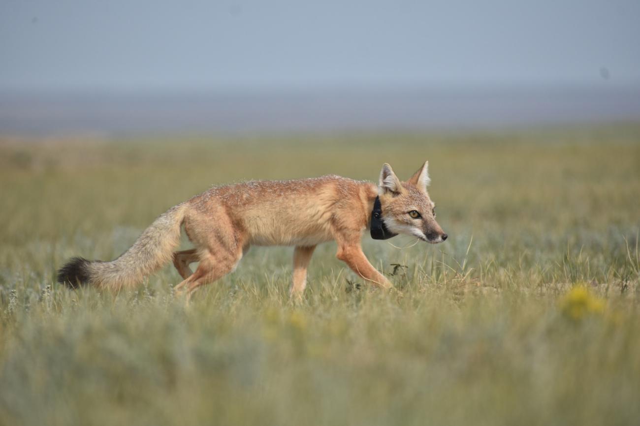 A swift fox wearing a GPS tracking collar walks through grasses in the open prairie of North-central Montana