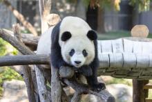 Male giant panda Bao Li in his habitat at Smithsonian’s National Zoo and Conservation Biology Institute Oct. 24, 2024. Credit: Roshan Patel, Smithsonian’s National Zoo and Conservation Biology Institute.