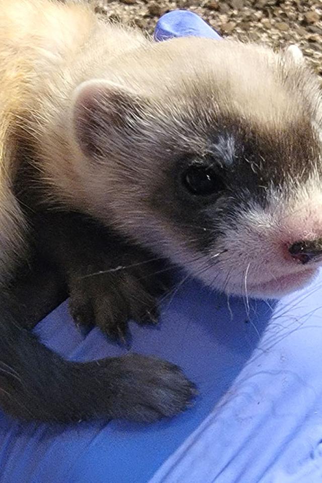 a black-footed ferret kit sits curled up in the gloved hand of a keeper