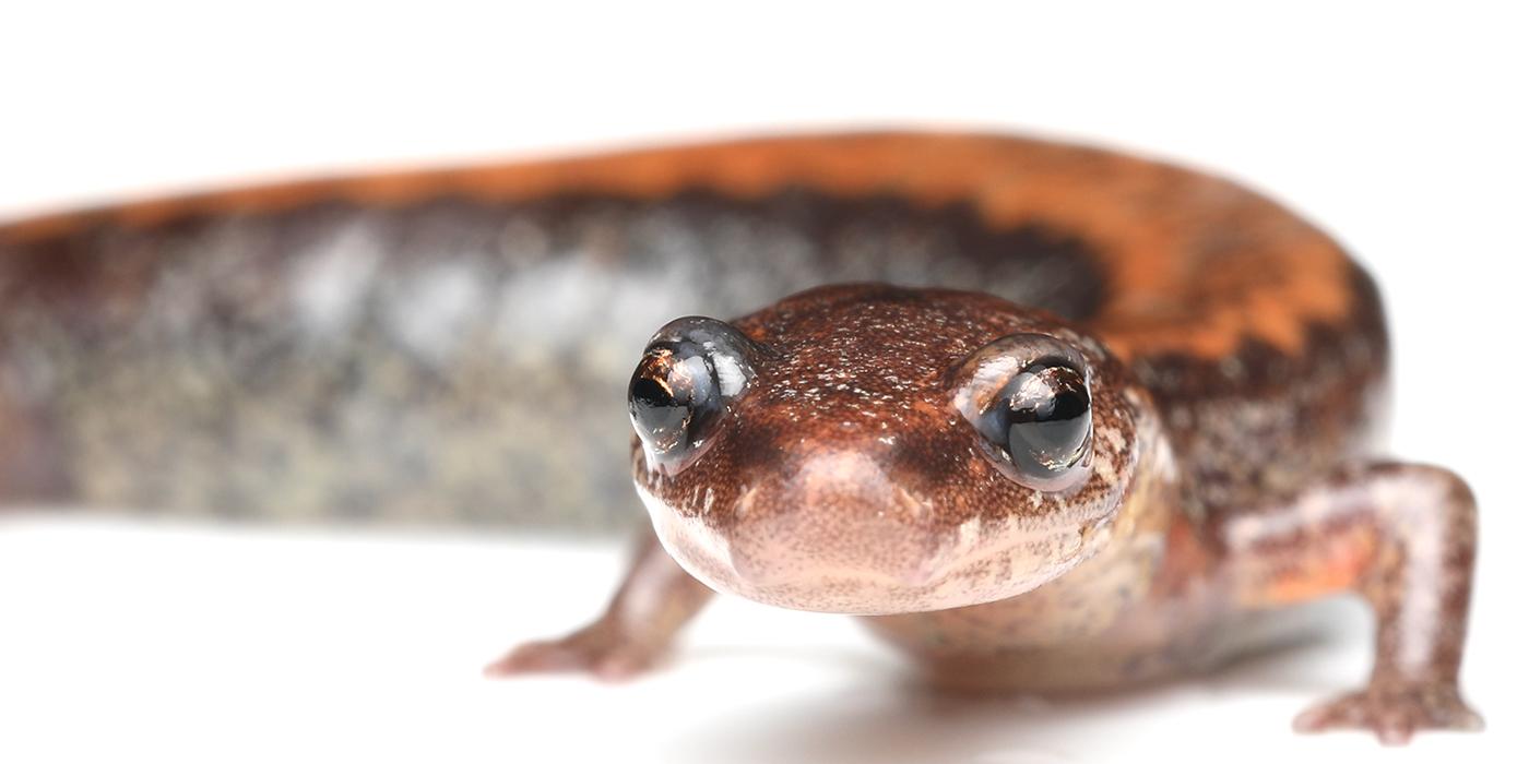 An eastern red-backed salamander with a red back stripe and big shiny eyes.