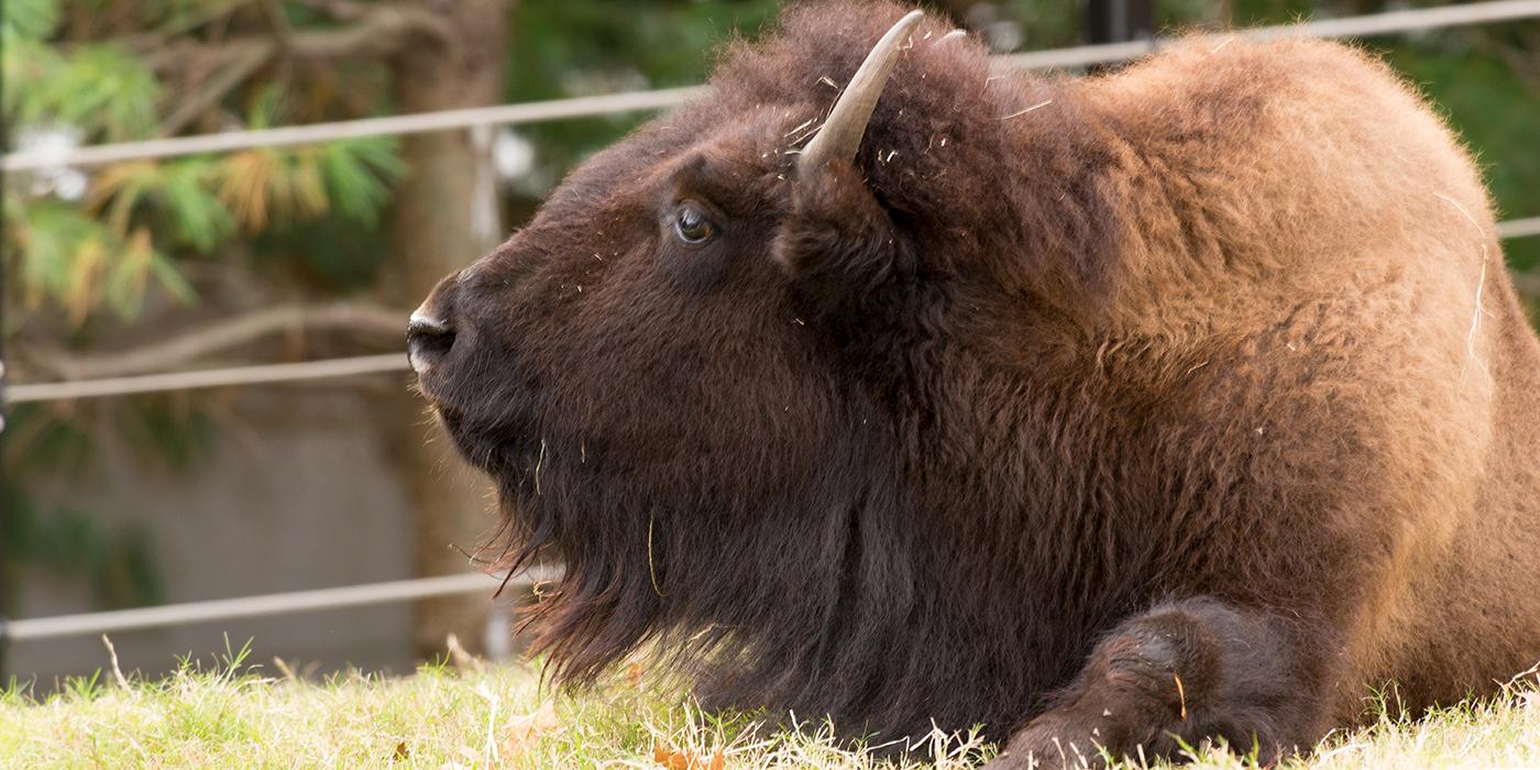 large hoofed animal with short curved horns and brown fur