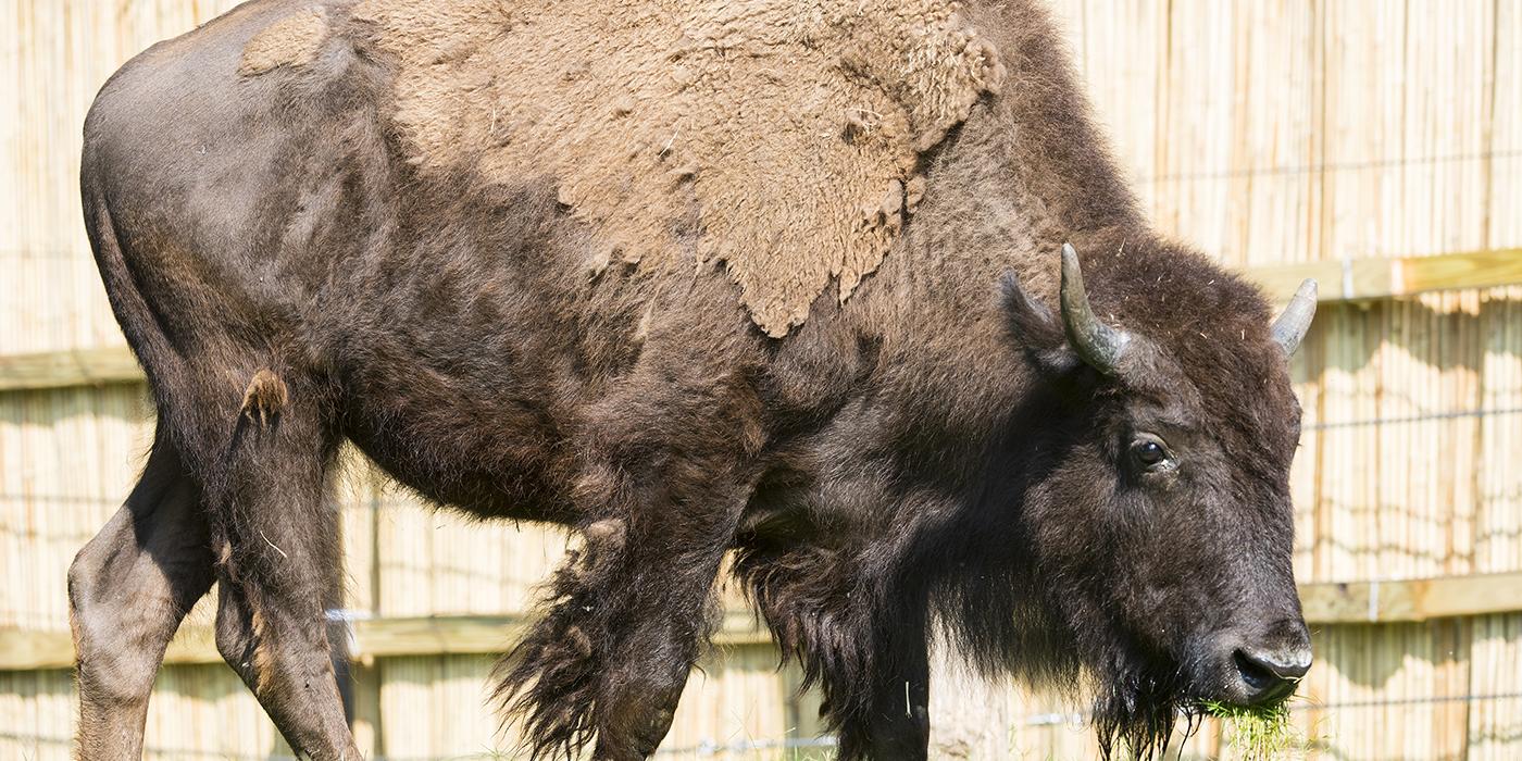 large hoofed animal with short horns and molting fur