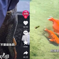 陸景區鯉魚遭遊客狂餵！ 疑似吃太多「活活撐死」