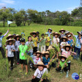 新北濕地割稻趣 7/9開放報名