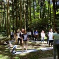 夏日親近自然好趣處 東眼山「癒見森林：森活療癒力」打開五感