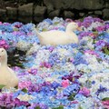 茨城的花之寺 雨引觀音、保和苑