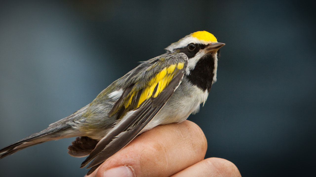 Saving Songbirds