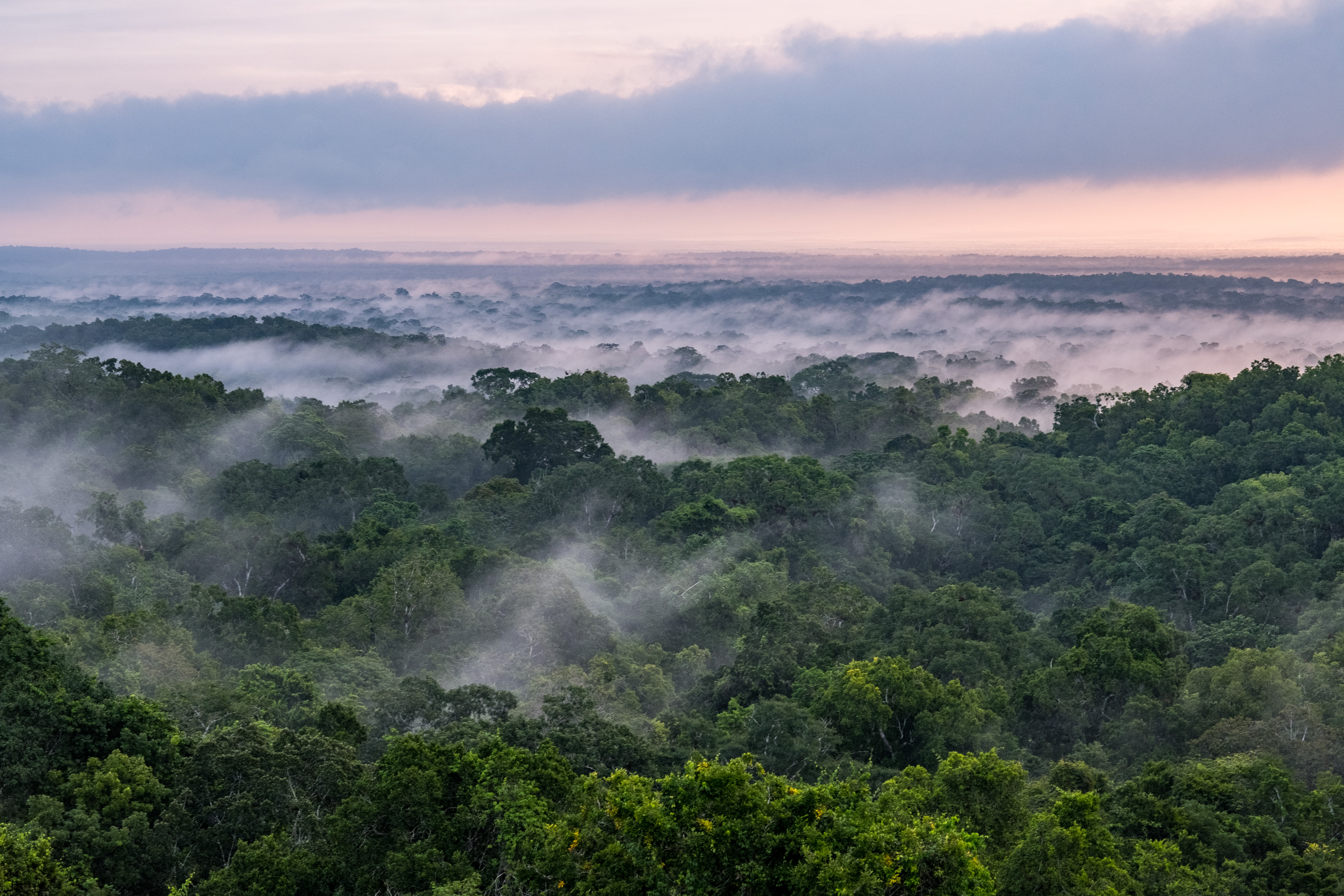  

NISAR will use radar to study changes in ecosystems around the world, such as this forest in Tikal National Park in northern Guatemala, to understand how these areas are affected by climate change and human activity, and the role they play in the global carbon cycle.

Credit: USAID
