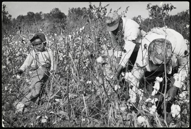 Black and white image of sharecroppers in the field.