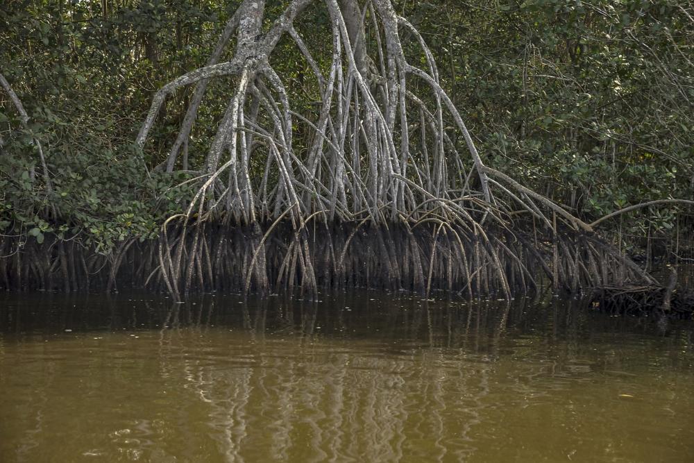 Raízes de vegetação típica dos manguezais sobre a água.