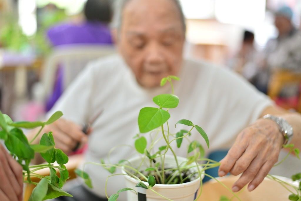 園藝輔療共3張照片