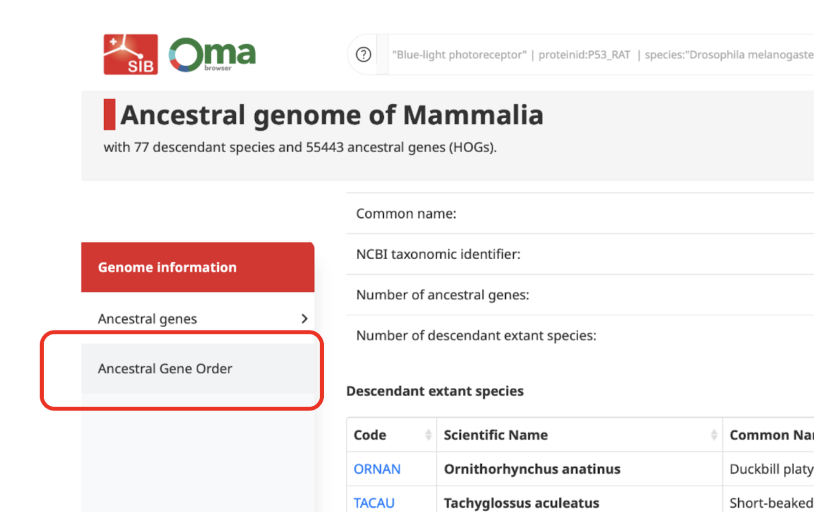 table of all the genes present in the ancestral genome