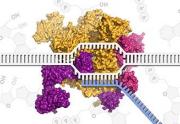 Molecular Biology - Part 2: Transcription and Transposition