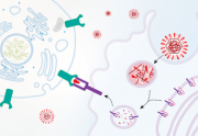 Cell Biology: Cell-Cell Interactions