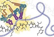 Molecular Biology – Part 3: RNA Processing and Translation