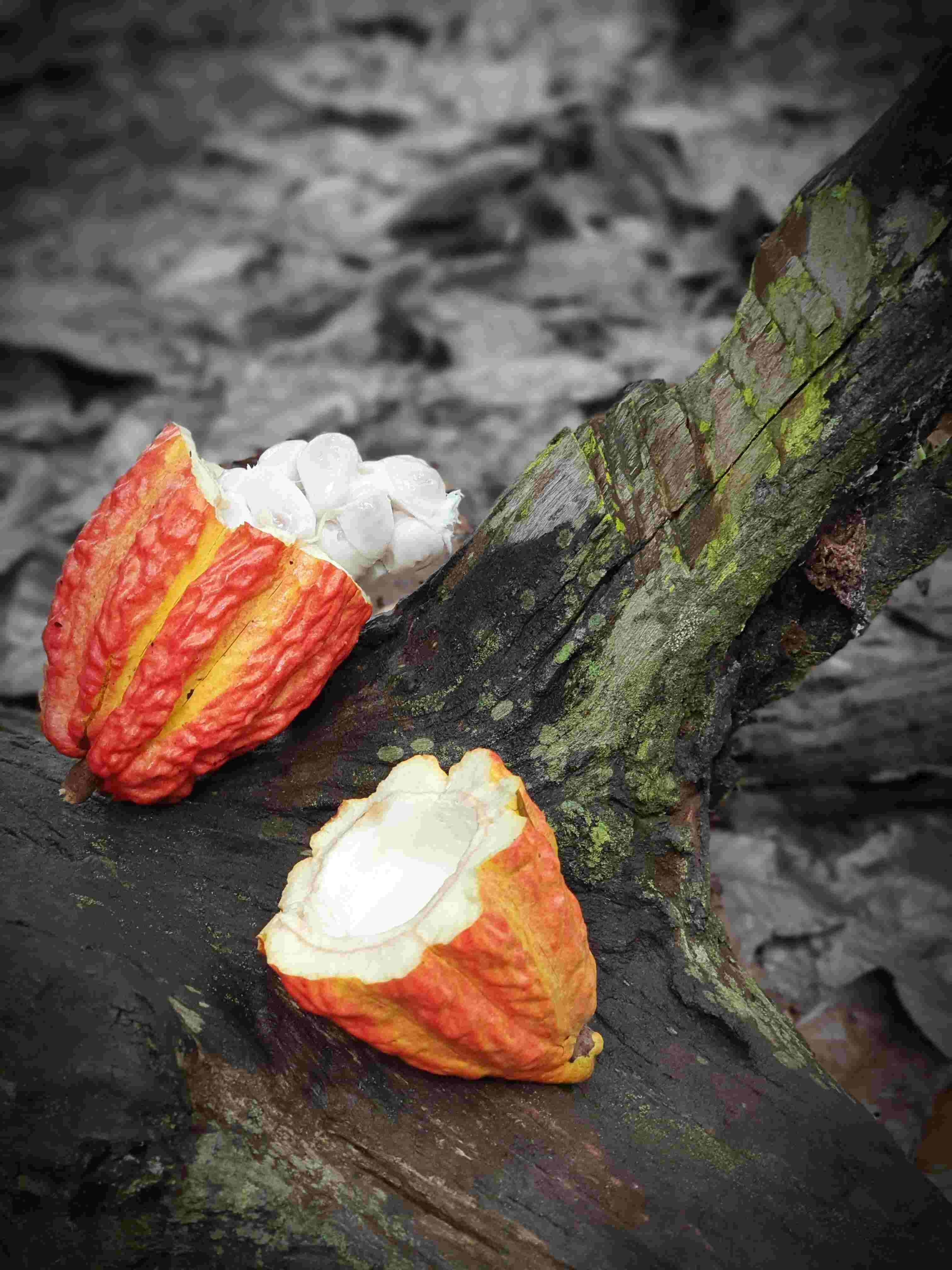 Open cacao pod