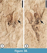 s figure38