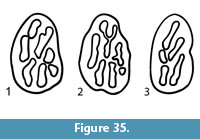 s figure35