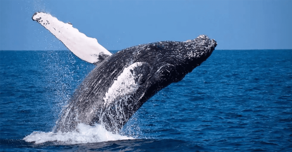 A humpback whale partially breaching out of the water in a blue ocean.