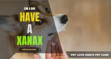 Xanax for Dogs: Safe or Not?