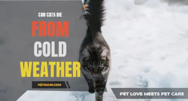 Can cats die from cold weather? The truth about feline cold exposure