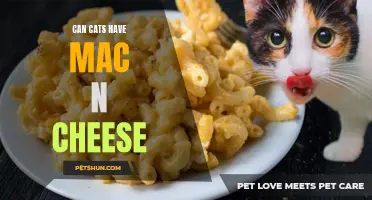 Can Cats Safely Enjoy Mac 'n' Cheese?