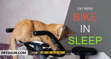 Cat's Dreamy Bike Ride: A Sleep Adventure