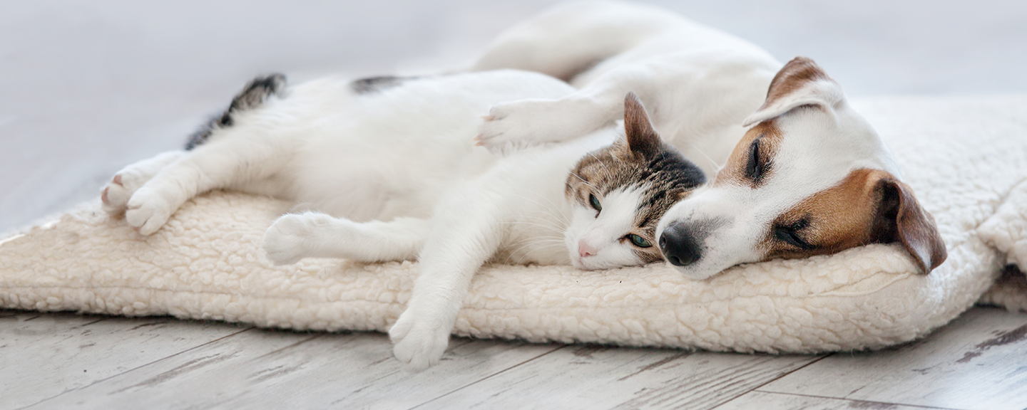 sleeping dog with cat