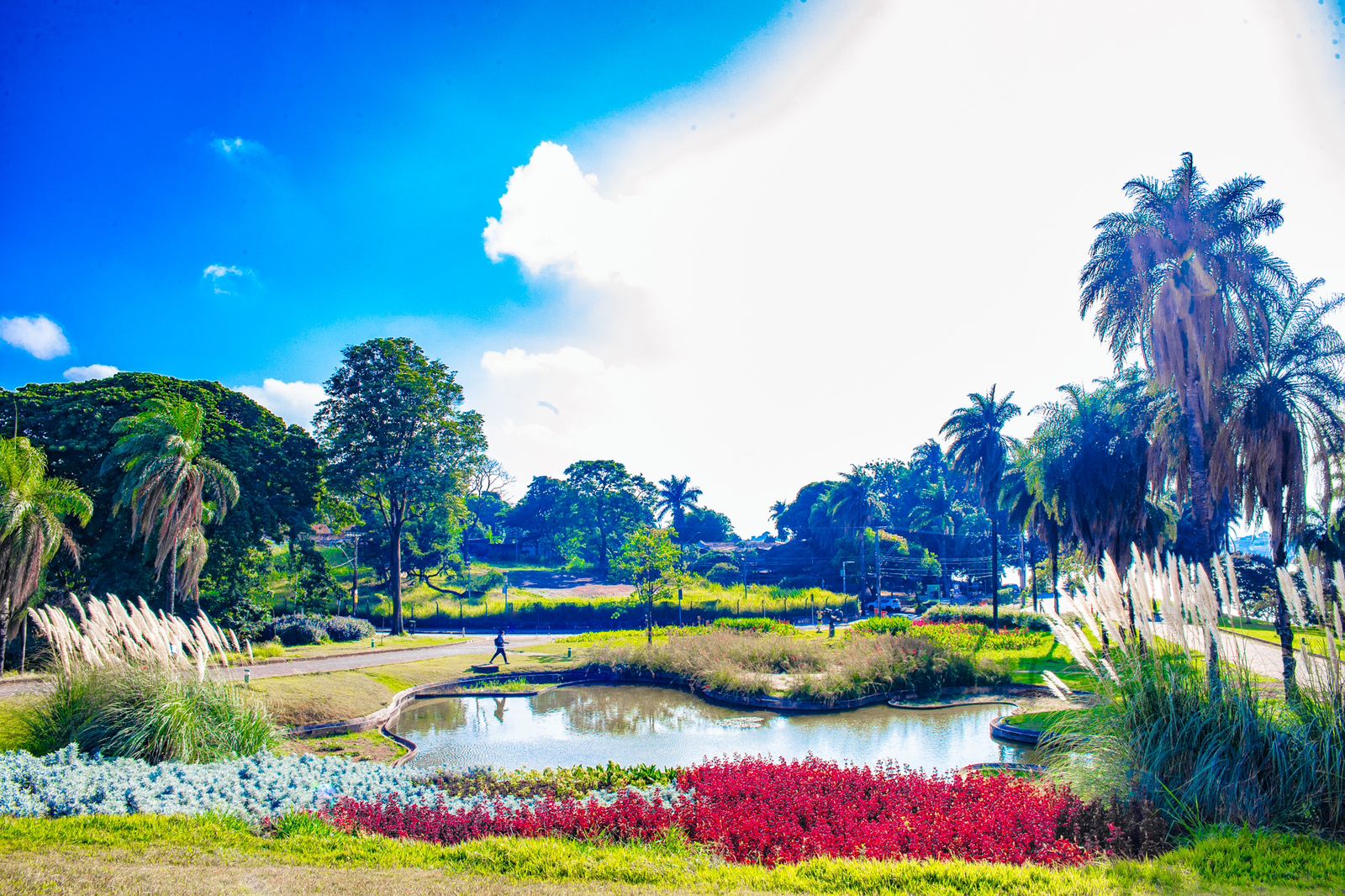 Imagem mostra um dia ensolarado, céu azul com metade de nuvem branca. O destaque são dos Jardins do MAP. Gramas e folhagens verdes. Uma planta no centro chama atenção por ser vermelha. 