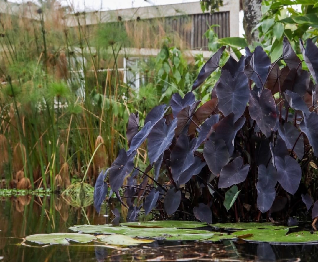 A imagem revela um lago e plantas e tons verdes e roxo