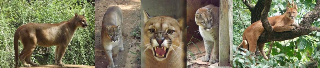 Onça-parda (puma concolor)