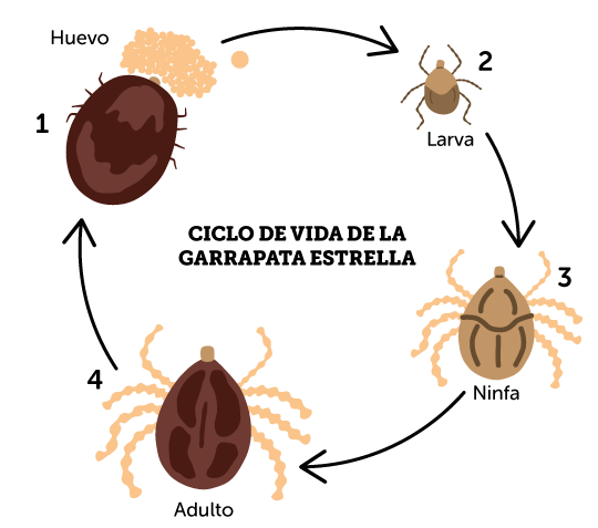 ciclo d vida espanhol