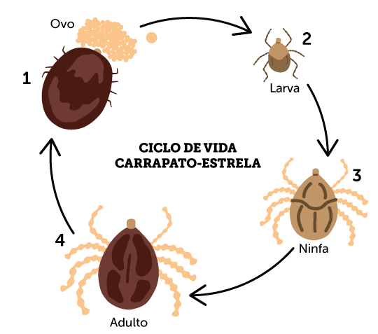 Ciclo de vida do carrapato-estrela