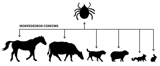 hospedeiros comuns do carrapato-estrela
