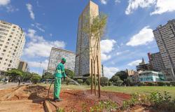 PBH inicia nesta quinta-feira o plantio de árvores na Praça Raul Soares