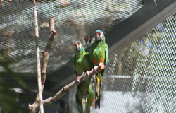 Recinto de Imersão de Aves do Zoo terá duas visitas guiadas em janeiro