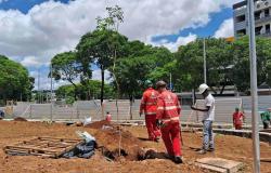 Novo paisagismo da Praça Rio Branco prevê 15 novas árvores no local