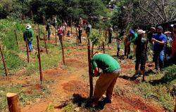 Parque da região Nordeste de BH recebe 300 novas árvores neste sábado (9)