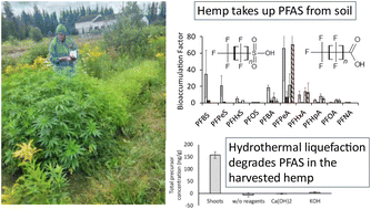 Graphical abstract: A comprehensive trial on PFAS remediation: hemp phytoextraction and PFAS degradation in harvested plants