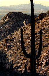 Cacti in the Sonoran Desert